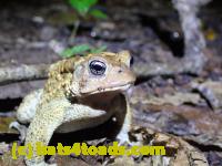 /home//u458753944/public_html/sourcegallery/////McKaig Nature Center/2020-09-27/P9270688.JPG